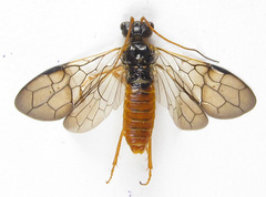Cephalcia abietis