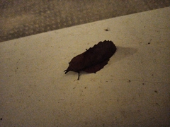 Gastropacha quercifolia