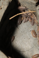 Porcellio scaber