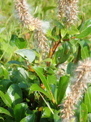 Salix glabra