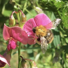 Bombus pascuorum