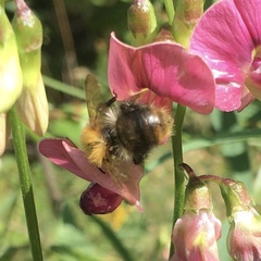 Bombus pascuorum