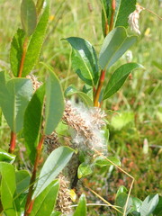 Salix glabra