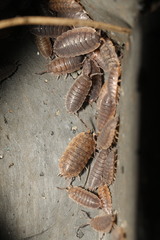 Porcellio scaber