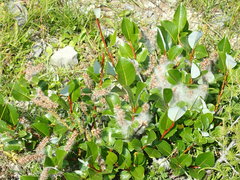 Salix glabra