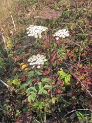 Angelica genuflexa