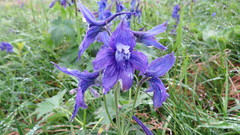 Delphinium brachycentrum