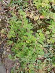 Euphorbia