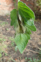 Phytophthora infestans