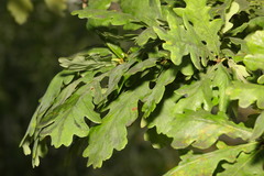 Quercus robur