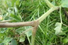Phytophthora infestans