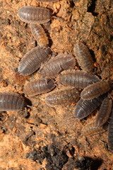 Porcellio scaber