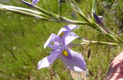 Moraea polystachya