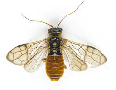 Cephalcia abietis