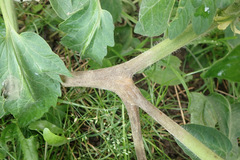Phytophthora infestans