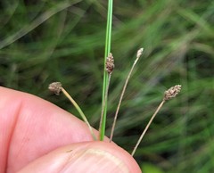 Eleocharis tenuis