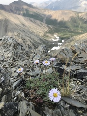 Erigeron denalii