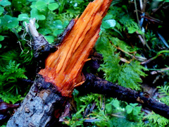 Phanerochaete sanguinea