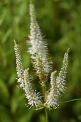 Veronicastrum virginicum