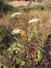 Angelica genuflexa