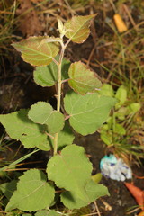 Populus tremula