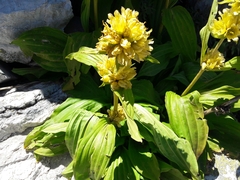 Gentiana