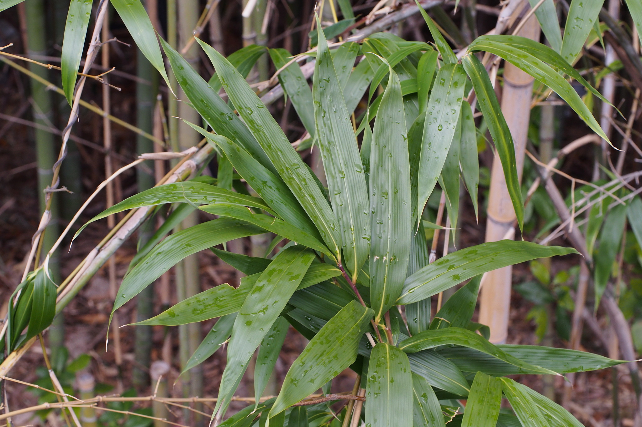 Pseudosasa