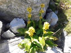 Gentiana