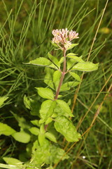 Eupatorium cannabinum