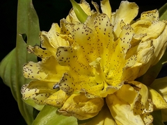 Gentiana