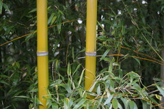Phyllostachys bambusoides