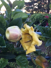 Solandra
