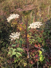 Angelica genuflexa