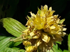 Gentiana