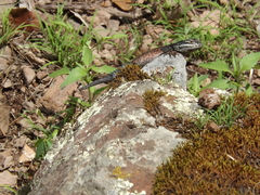 Sceloporus jarrovii