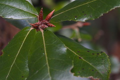 Quercus phillyreoides