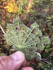 Angelica genuflexa