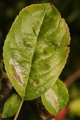 Phyllonorycter leucographella