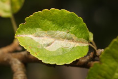 Phyllonorycter leucographella