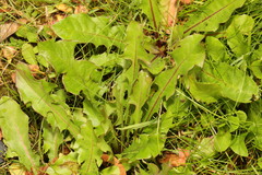 Taraxacum officinale