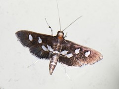 Desmia subdivisalis