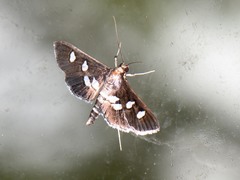 Desmia subdivisalis