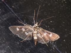Desmia subdivisalis