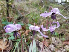 Erythronium hendersonii