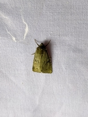 Apterogenum ypsillon