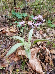 Erythronium hendersonii