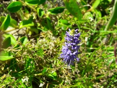 Veronica allionii