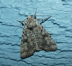Anaplectoides pressus