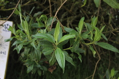 Chromolaena perglabra