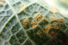 Uromyces verbasci